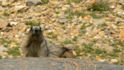 PICTURES/Glacier Critters/t_Marmot3.JPG